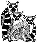 Obrázek lemurů