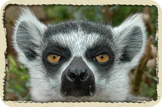 Obrázek lemura